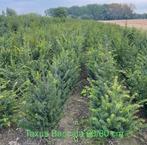 Taxus baccata!, Tuin en Terras, Ophalen, Taxus