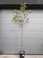 Albizia Julibrissin Ombrella - slaapboom, Tuin en Terras, Planten | Bomen, Ophalen