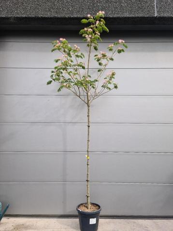 Albizia Julibrissin Ombrella - slaapboom  beschikbaar voor biedingen