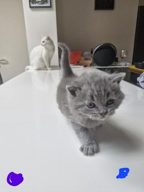 Brits korthaar kittens, Dieren en Toebehoren, Katten en Kittens | Raskatten | Korthaar, Meerdere dieren, 0 tot 2 jaar, Gechipt
