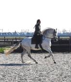 Zeer lief en mooie PRE ruin van 1.65m 7jr, Cheval de dressage, Hongre, 165 à 170 cm, Avec pedigree
