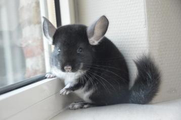 chinchilla jonge bokjes  beschikbaar voor biedingen