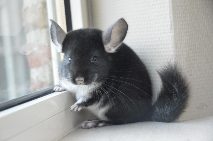 chinchilla jonge bokjes, Dieren en Toebehoren, Knaagdieren, Mannelijk, Chinchilla, Augustus