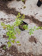 Chinese olm, Ulmus parvifolia. Bonsai., Tuin en Terras, Ophalen