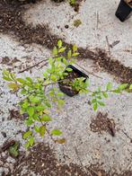 Chinese olm, Ulmus parvifolia. Bonsai., Tuin en Terras, Planten | Tuinplanten, Ophalen