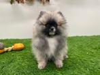Pomeriaan pups, België, Keeshond, 8 tot 15 weken, CDV (hondenziekte)