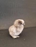 Te koop: USA Zijdehoen kuikens