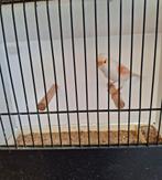 Mooie rood mozaiek poppen te koop, Vrouwelijk, Kleurkanarie