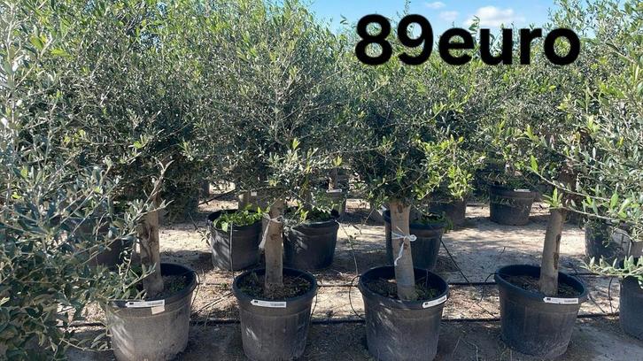 ‼️olijfbomen olea europaea actieprijs ‼️, Tuin en Terras, Planten | Bomen, Ophalen