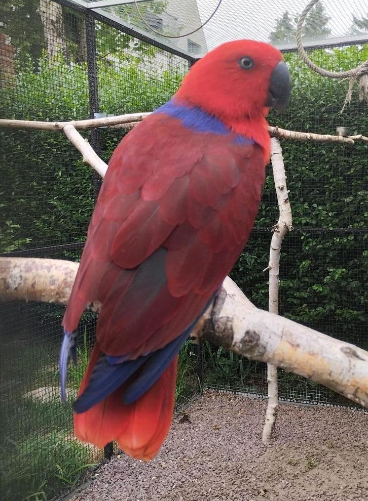 Koppel edel papegaaien 2024 grote soort, Dieren en Toebehoren, Vogels | Parkieten en Papegaaien, Geringd