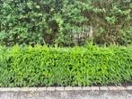 Taxushaag, Tuin en Terras, Planten | Struiken en Hagen, Ophalen, Taxus, Haag