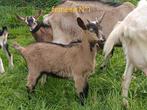 Chevrettes de mars 2024, Animaux & Accessoires, Moutons, Chèvres & Cochons, Femelle, Chèvre, 0 à 2 ans