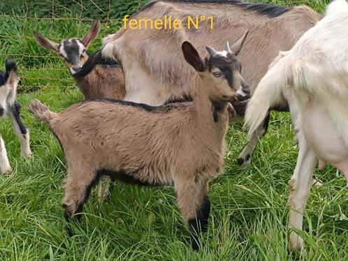 Chevrettes de mars 2024, Animaux & Accessoires, Moutons, Chèvres & Cochons, Chèvre, Femelle, 0 à 2 ans