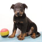 Beauceron - Belgische pups te koop, Dieren en Toebehoren, Honden | Herdershonden en Veedrijvers, België, CDV (hondenziekte), 8 tot 15 weken