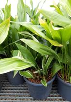 Aspidistra, Pleine ombre, Enlèvement, Ne fleurit pas, Plante fixe