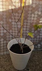 Figuier Ficus Carica, Figuier, En pot, Moins de 100 cm, Enlèvement