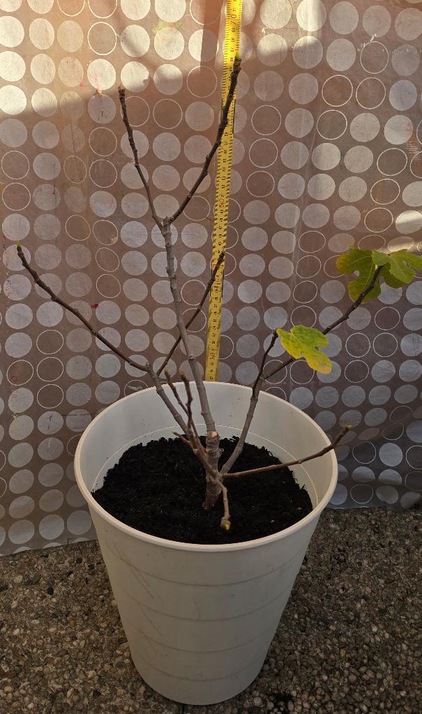 Vijgenboom Ficus Carica, Tuin en Terras, Planten | Fruitbomen, Vijgenboom, Minder dan 100 cm, Herfst, In pot, Ophalen