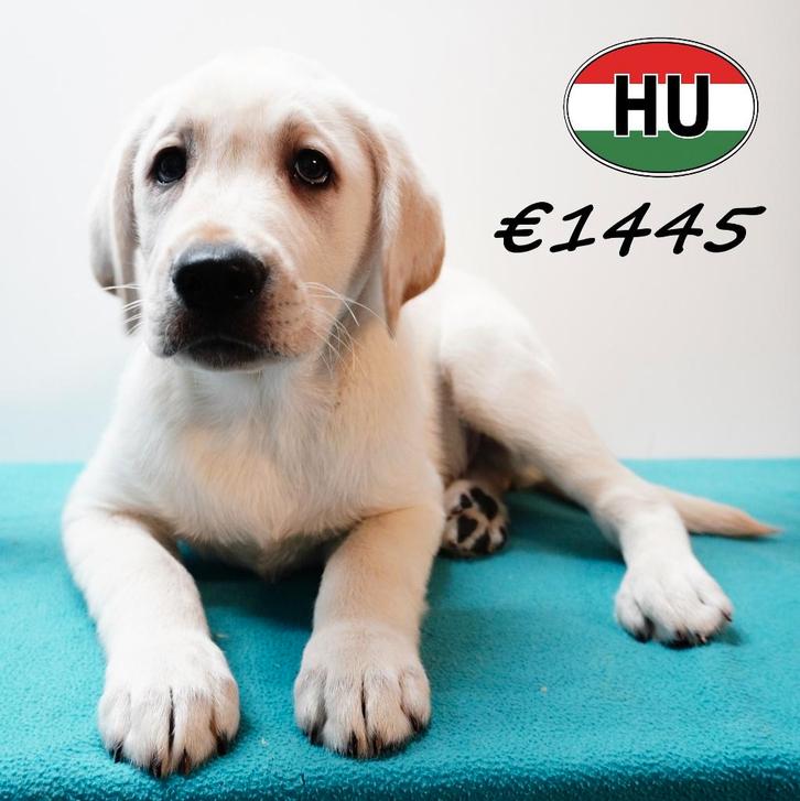 Labrador pups (Blond) reuen te koop, Dieren en Toebehoren, Honden | Retrievers, Spaniëls en Waterhonden, Reu, Labrador retriever