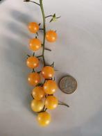 Tomate Solanum spontaneum 5 graines - pour dehors, Graine, Printemps, Envoi