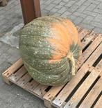 Reuze pompoen 50kg, Ophalen