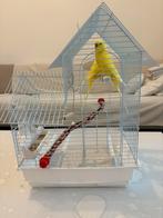 Perruche a vendre avec cage, Mannelijk, Parkiet