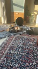 Baby konijnen te koop, Ophalen, Zo goed als nieuw, Bruin