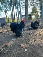 2 zwart-wit-geparelde cochin kriel hanen., Dieren en Toebehoren, Pluimvee, Mannelijk, Kip