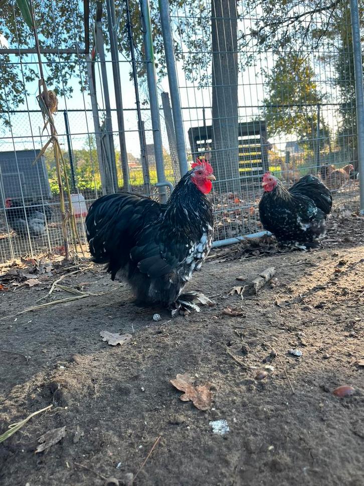 2 zwart-wit-geparelde cochin kriel hanen., Dieren en Toebehoren, Pluimvee, Kip, Mannelijk