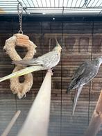 Valkparkieten, Dieren en Toebehoren, Meerdere dieren, Parkiet