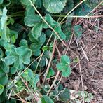 Aardbeiplantjes ELSANTA (4 plantjes voor 1 euro), Ophalen