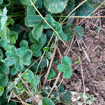 Aardbeiplantjes ELSANTA (4 plantjes voor 1 euro) beschikbaar voor biedingen