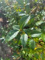 Haag liguster gratis, Tuin en Terras, Planten | Struiken en Hagen, Ophalen, Liguster, Haag