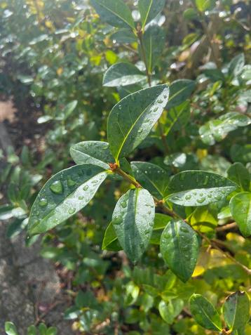 Haag liguster gratis beschikbaar voor biedingen