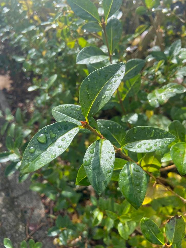 Haag liguster gratis, Tuin en Terras, Planten | Struiken en Hagen, Haag, Liguster, Ophalen