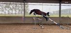 3 ultra knappe spring hengsten beschikbaar, Dieren en Toebehoren, Paarden, Hengst, Niet van toepassing, Springpaard, Gechipt