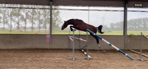 3 ultra knappe spring hengsten beschikbaar, Dieren en Toebehoren, Paarden, Hengst, Niet van toepassing, Springpaard, Met stamboom