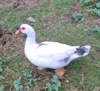 Barbarie, Dieren en Toebehoren, Pluimvee, Mannelijk, Eend