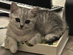 Britse korthaar kitten - kater, Dieren en Toebehoren, Kater, Gechipt, 0 tot 2 jaar