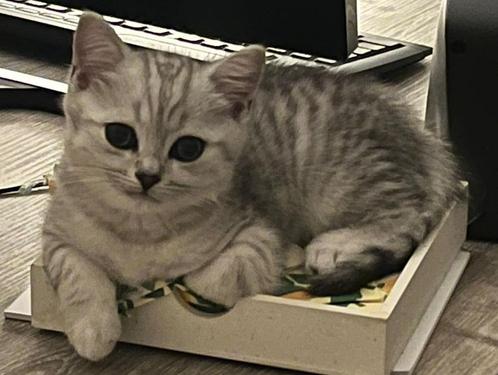 Britse korthaar kitten - kater, Dieren en Toebehoren, Katten en Kittens | Raskatten | Korthaar, Kater, 0 tot 2 jaar, Gechipt, Ontwormd
