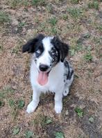 border collie pup reutje 4 maand op boerderij ouders aanw, Dieren en Toebehoren, België, Reu, CDV (hondenziekte), 8 tot 15 weken