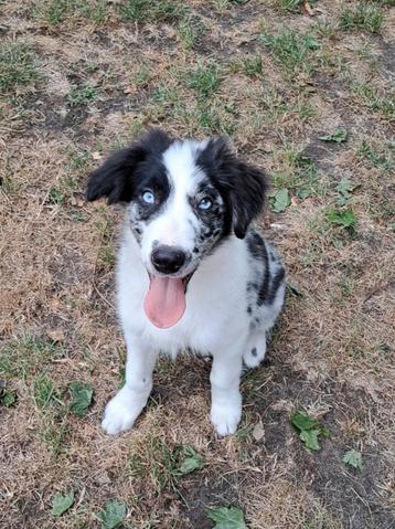 border collie pup reutje 4 maand op boerderij ouders aanw  beschikbaar voor biedingen