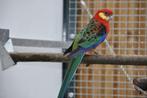STANLEY rosella parkiet jongen, Meerdere dieren, Parkiet, Geringd