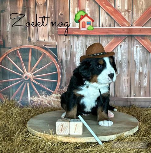 Mooie berner sennen pups, Dieren en Toebehoren, Honden | Bulldogs, Pinschers en Molossers, Meerdere dieren, Sennenhond, Fokker | Professioneel