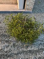 Gui A vendre, Jardin & Terrasse, Enlèvement