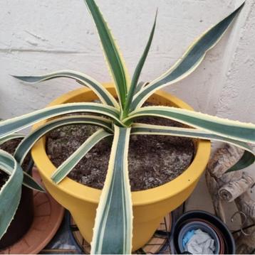 Grote meerjarige mooie plant Agave Americana, Eigen kweek beschikbaar voor biedingen