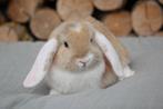 NHD dwergkonijntjes nog 4 beschikbaar, Dieren en Toebehoren, Konijnen, Meerdere dieren, Dwerg, Hangoor, 0 tot 2 jaar