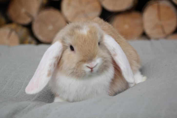 NHD dwergkonijntjes nog 4 beschikbaar, Dieren en Toebehoren, Konijnen, Dwerg, Meerdere dieren, 0 tot 2 jaar, Hangoor