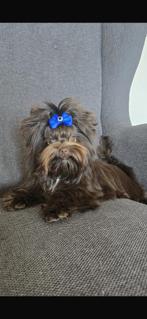 Ultra mini Yorkshire couleur rare, Animaux & Accessoires, Hépatite contagieuse (maladie de Rubarth), Autres races, 8 à 15 semaines