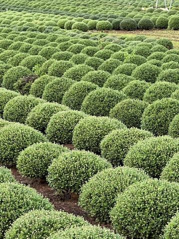 Chrysanten herfst 2025 beschikbaar voor biedingen