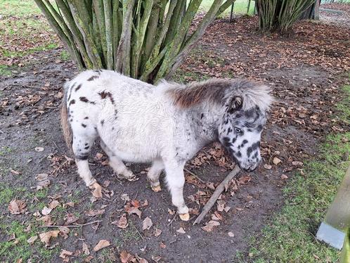 Mini paardje hengst, Dieren en Toebehoren, Pony's, Hengst, Gechipt, Ontwormd, Ingeënt